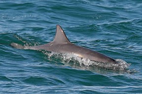 Byron Bay Dolphin Wildlife Tours - Accommodation Brunswick Heads